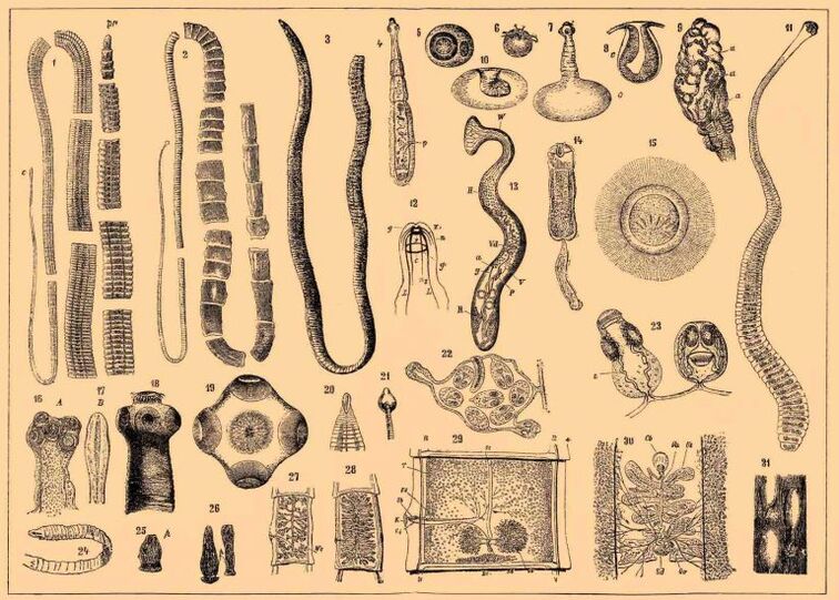 Arten von Würmern im menschlichen Körper